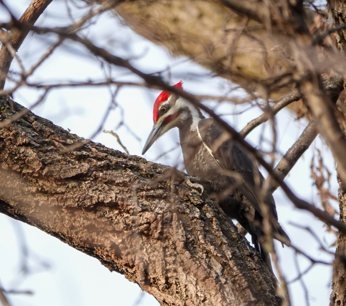 Pileated Woodpecker - ML625749504