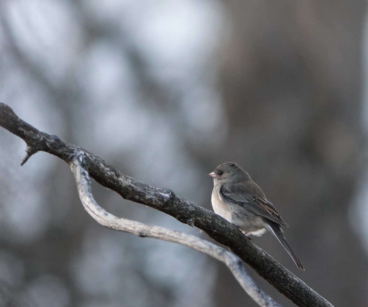 Dark-eyed Junco - ML625749611