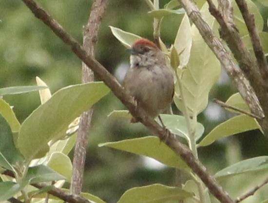 Pale-breasted Spinetail - ML625749619