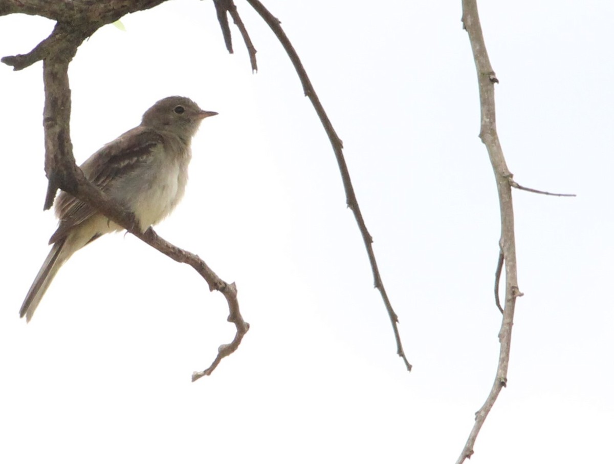 Lesser Elaenia - ML625749681