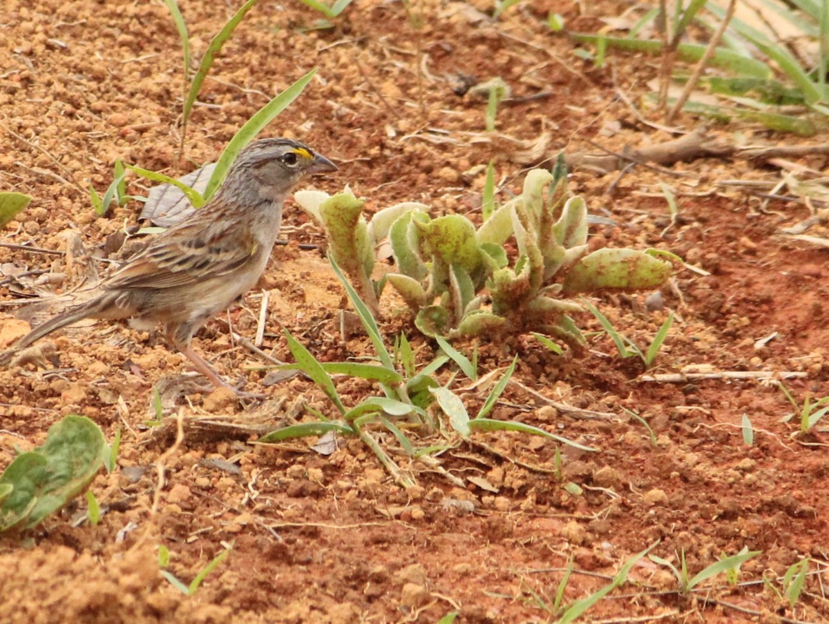 Grassland Sparrow - ML625749760