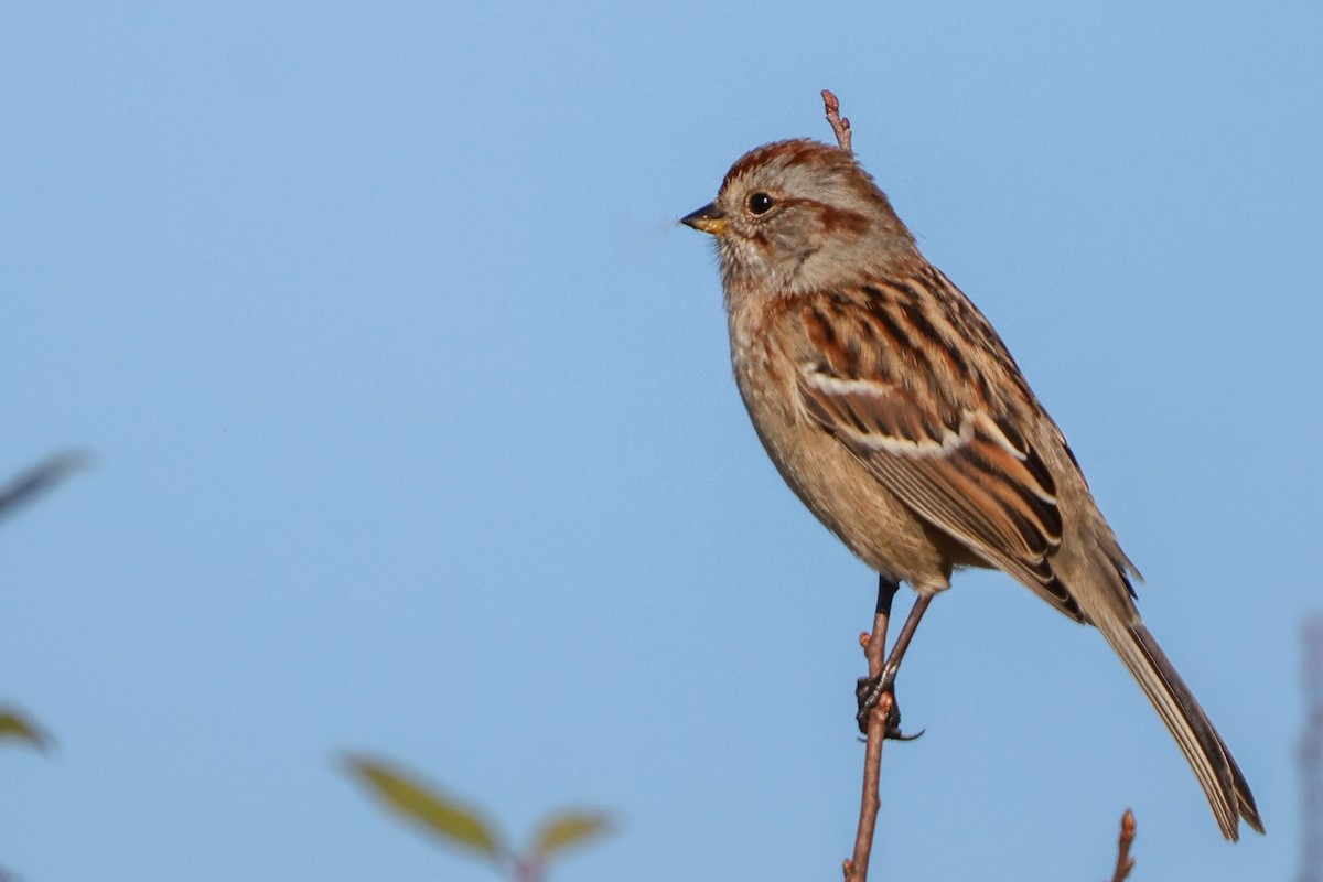 American Tree Sparrow - ML625749761