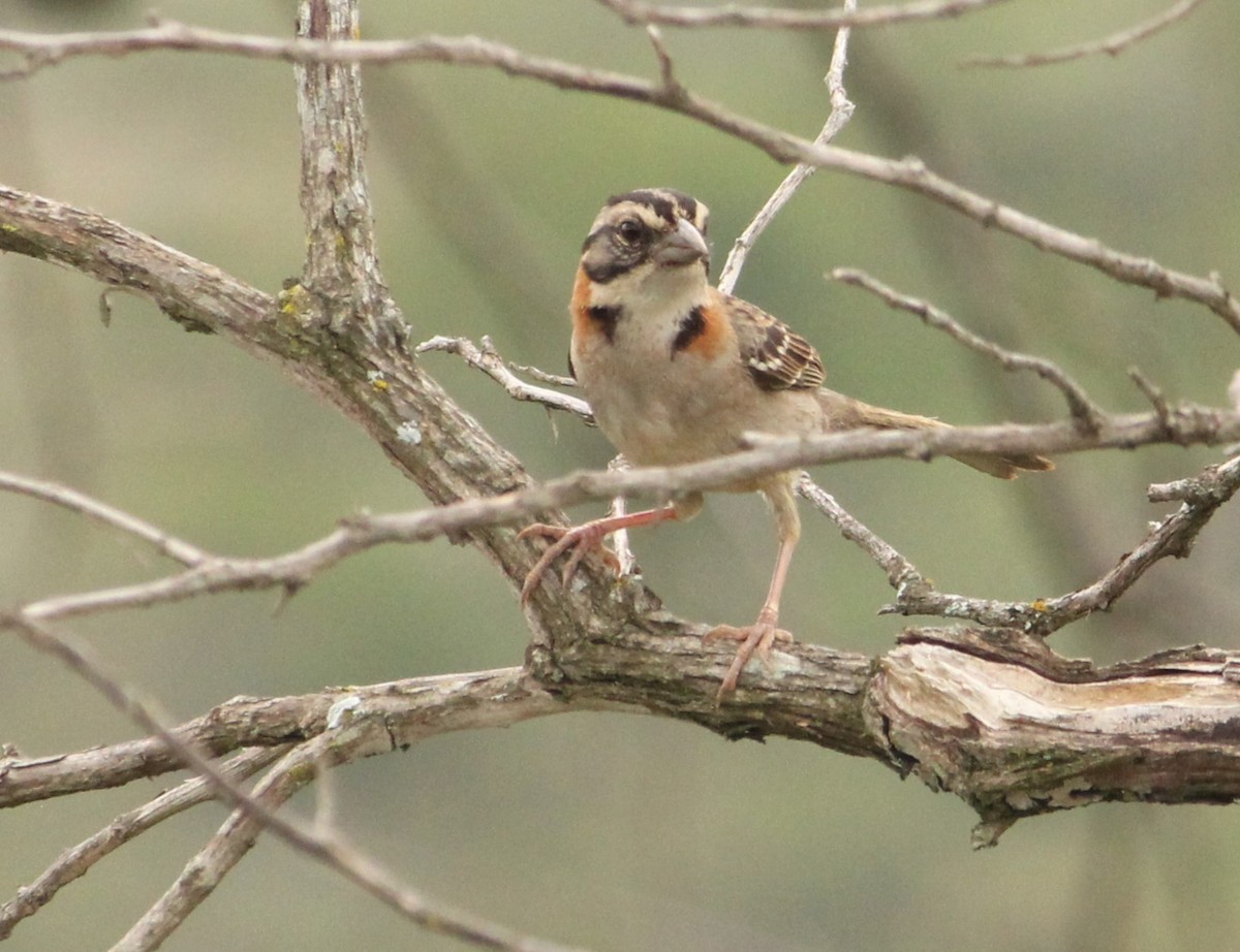 Rufous-collared Sparrow - ML625749800