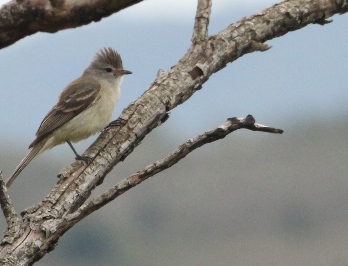 Southern Beardless-Tyrannulet - ML625749849