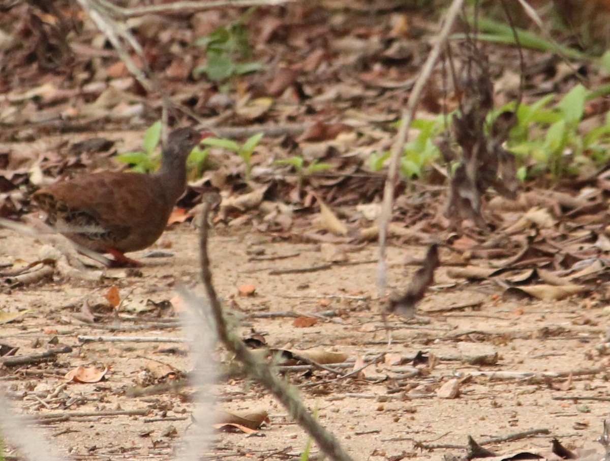 Tataupa Tinamou - ML625749928