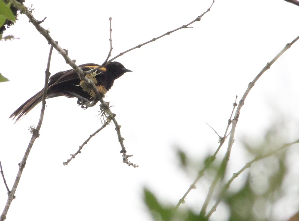 Variable Oriole - ML625750029