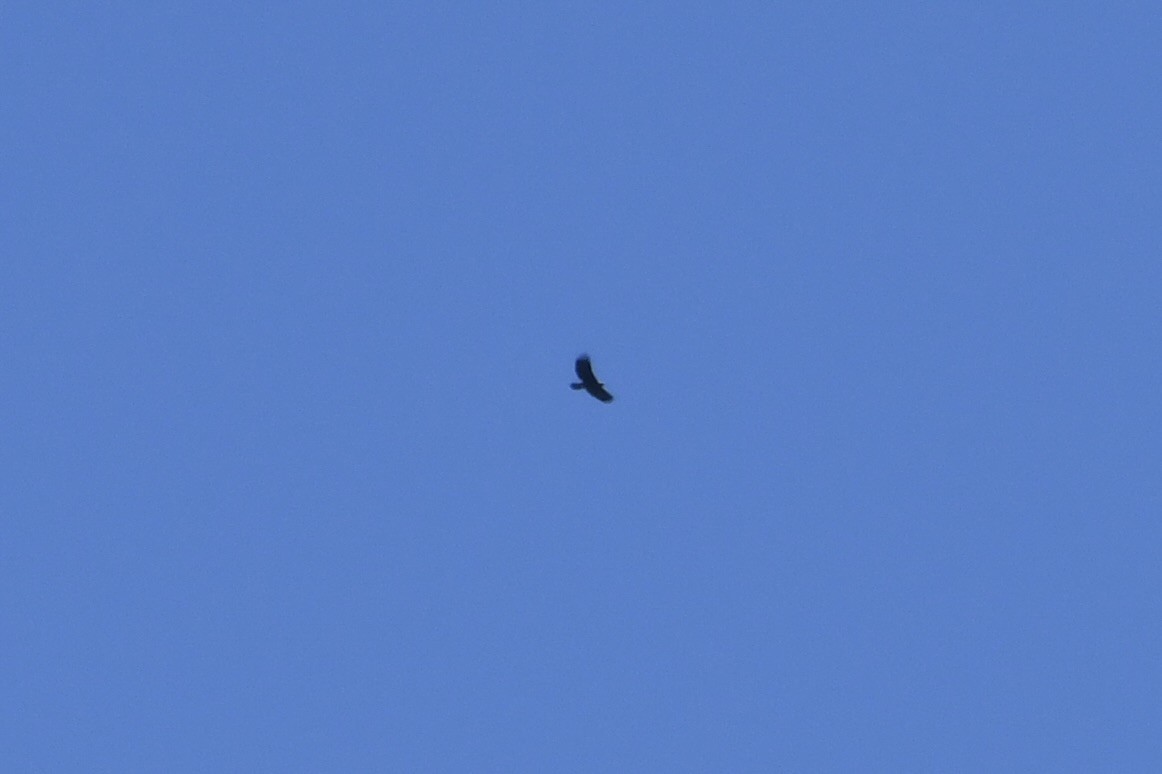 Steinadler - ML625750043