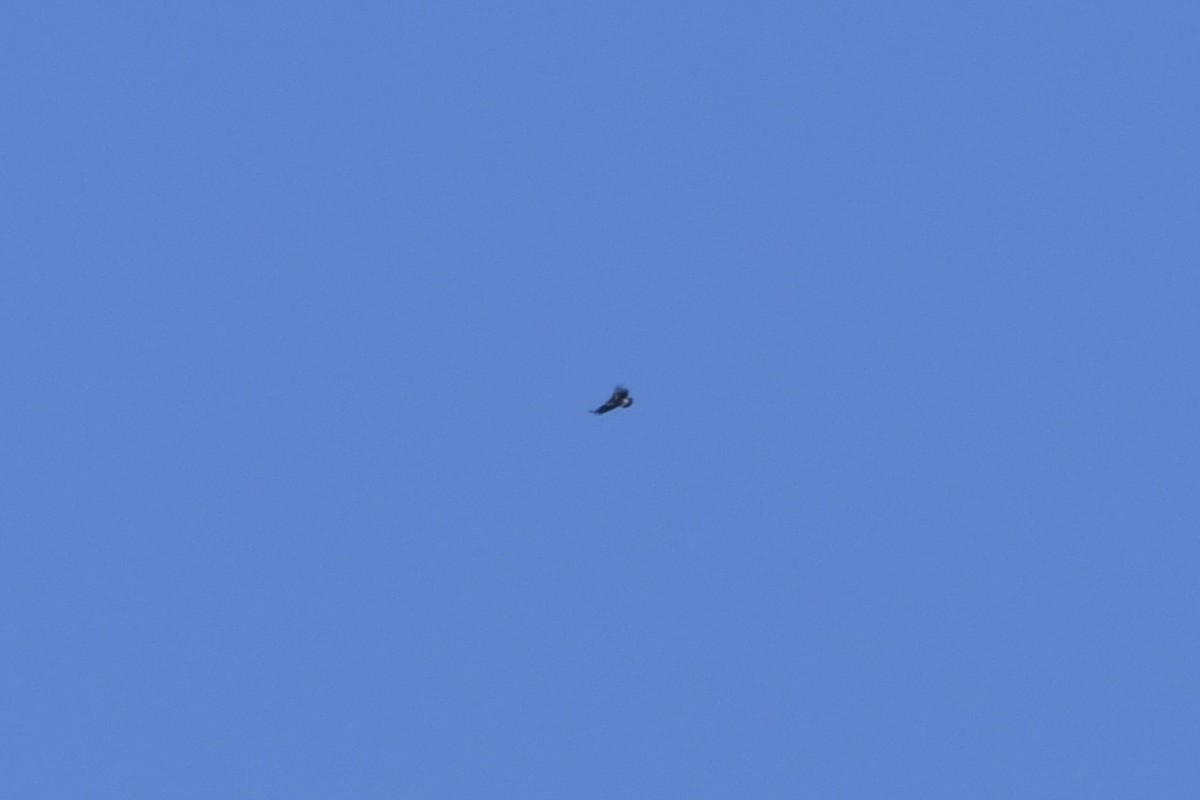 Steinadler - ML625750047