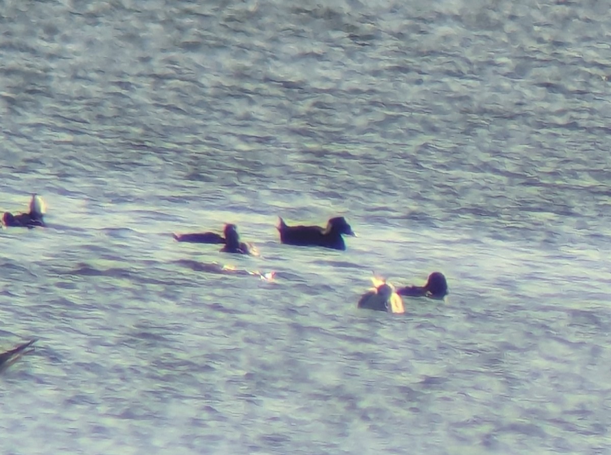 eBird Checklist - 2 Nov 2024 - Rice Lake--Pengelly Landing - 24 species