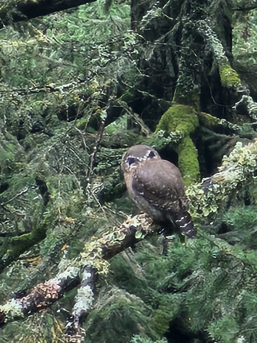 Northern Pygmy-Owl - ML625750192