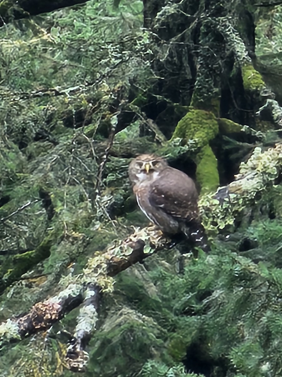 Northern Pygmy-Owl - ML625750193