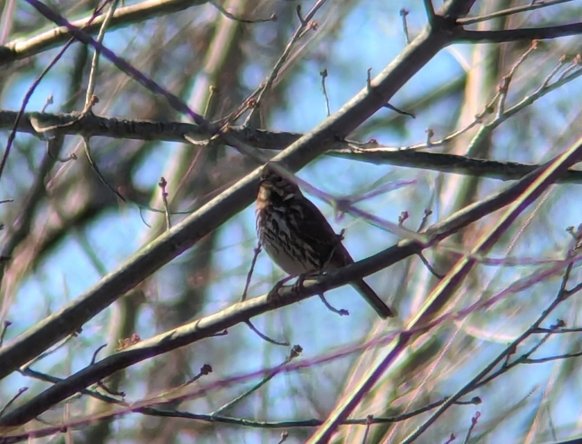 Fox Sparrow - ML625750347