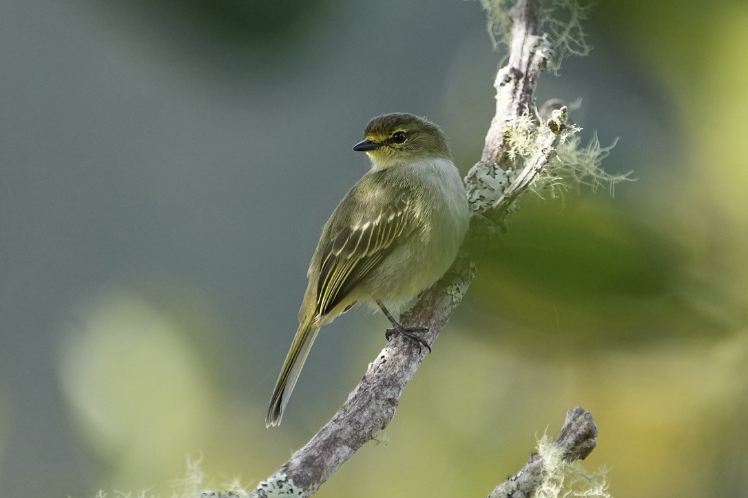Sulphur-bellied Tyrannulet - ML625750694