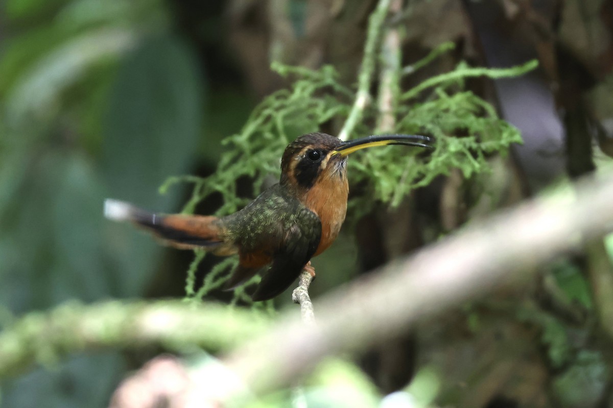 Gray-chinned Hermit - ML625750903