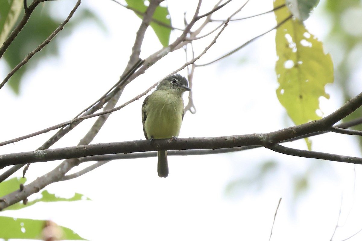 Yellow-margined Flatbill (obscuriceps) - ML625751144
