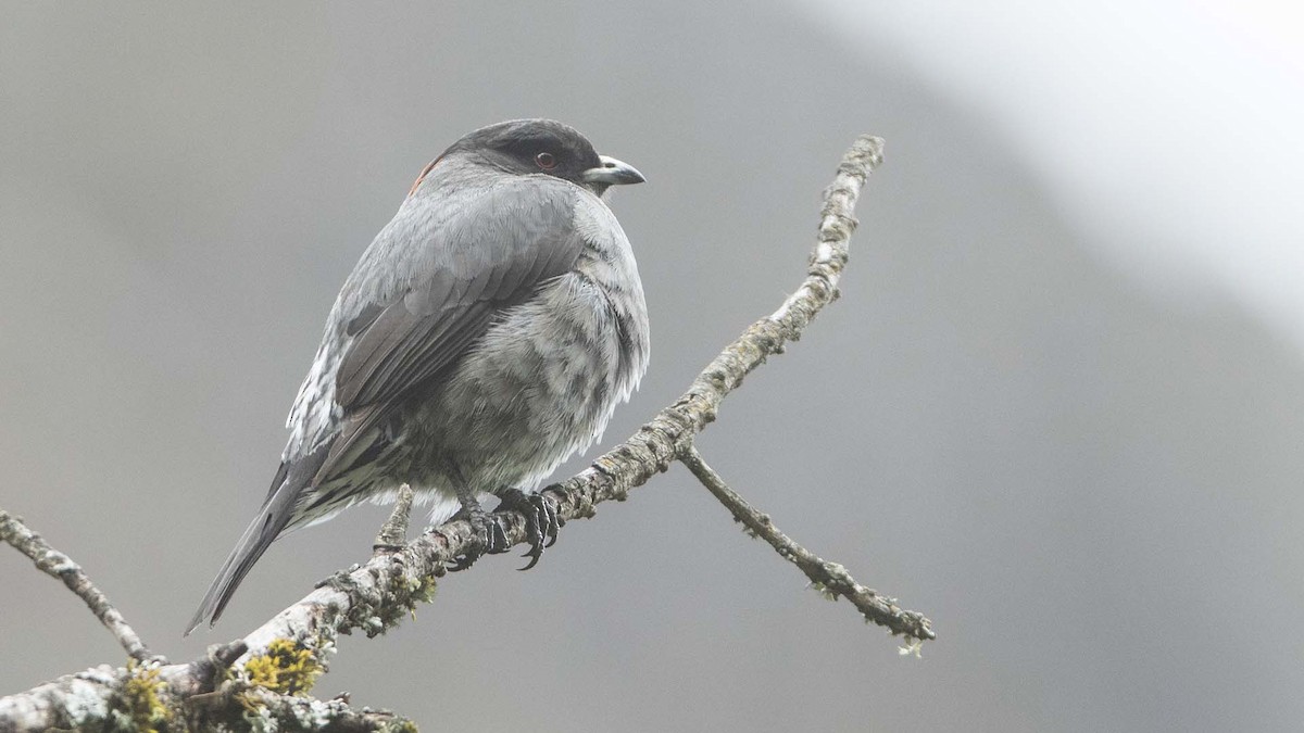 Red-crested Cotinga - ML625751340