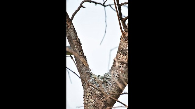 Masked Gnatcatcher - ML625751437
