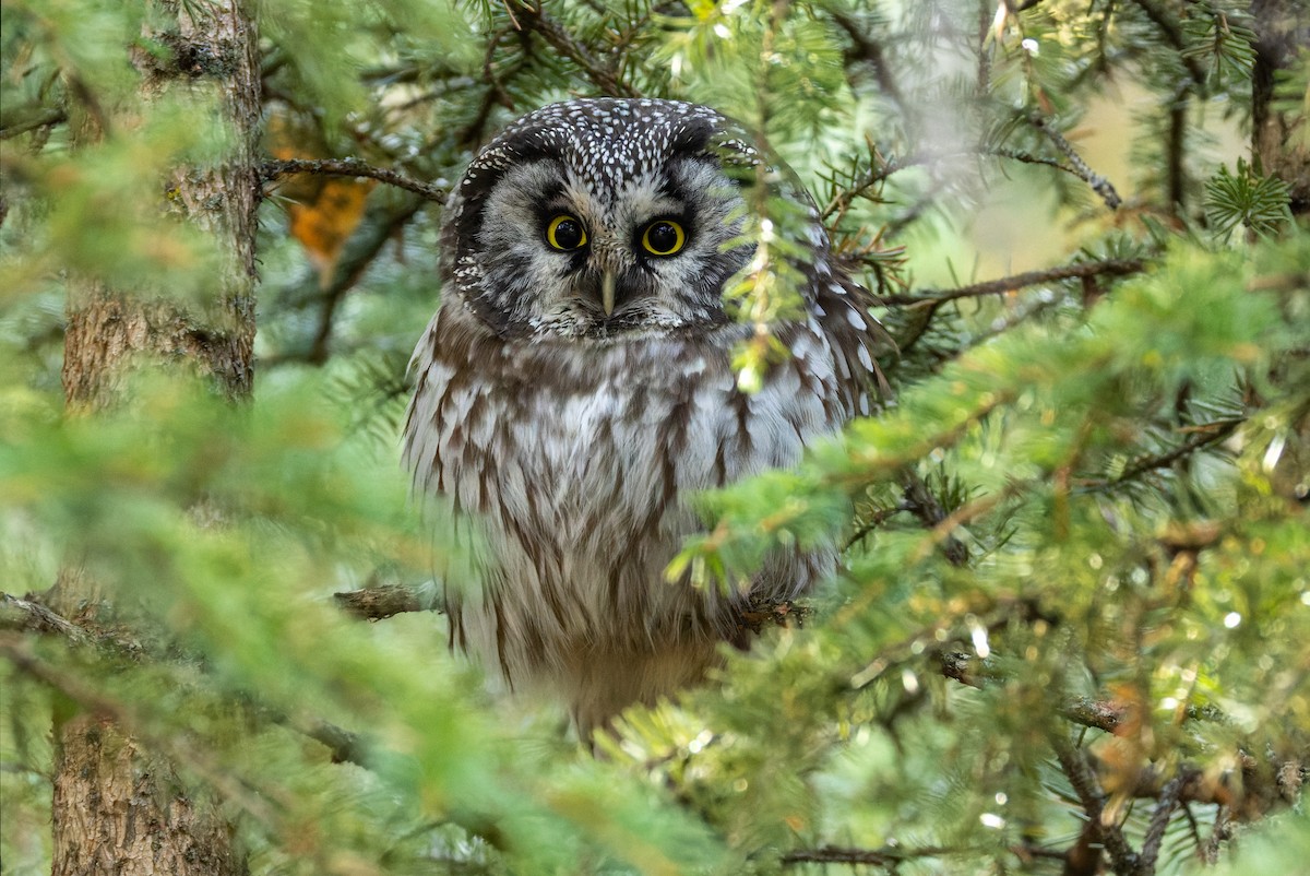 Boreal Owl - ML625751438
