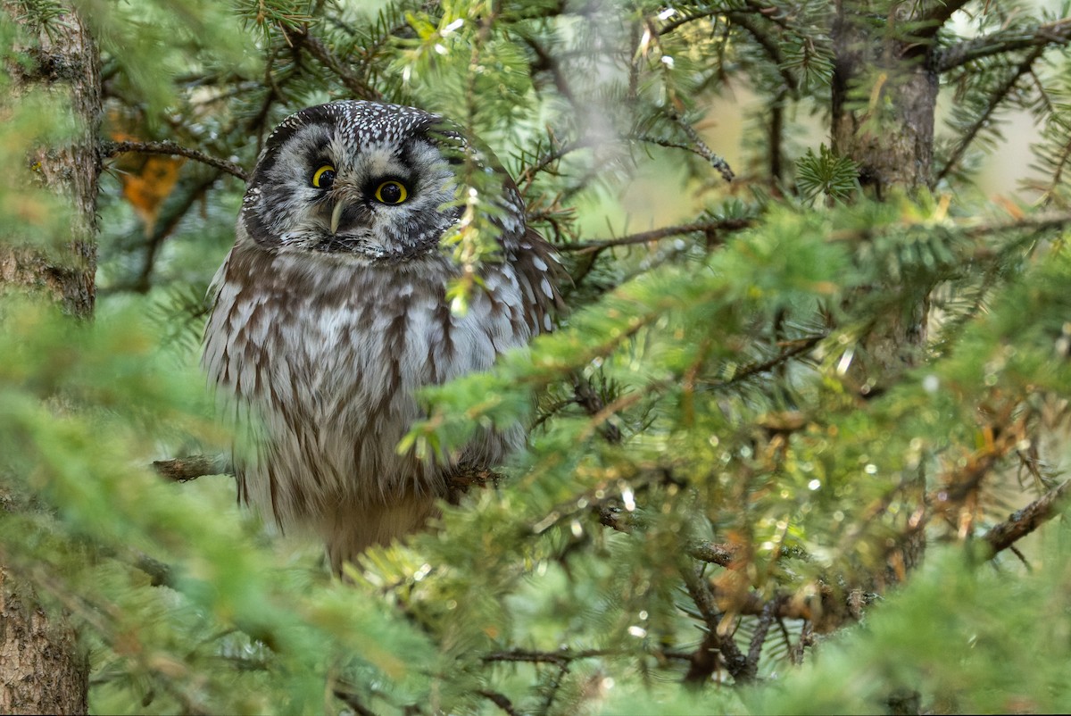 Boreal Owl - ML625751440