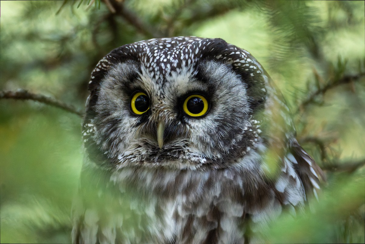 Boreal Owl - ML625751616