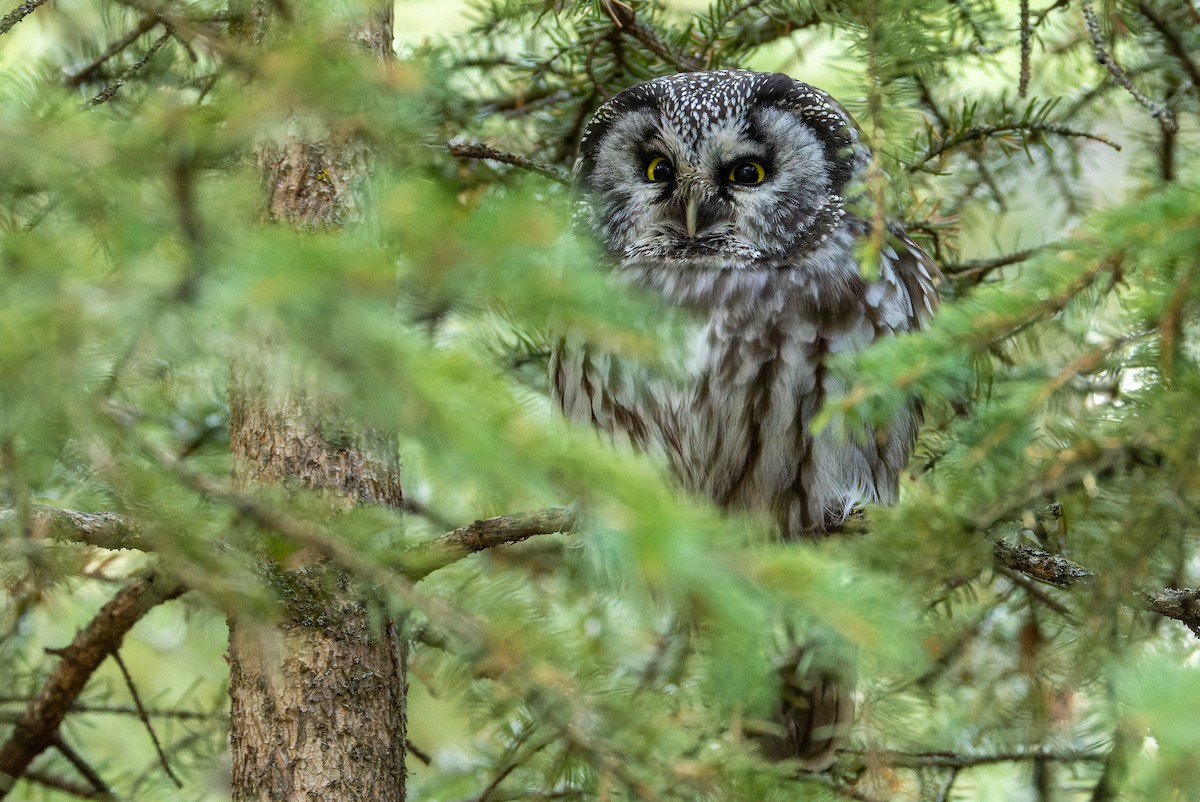 Boreal Owl - ML625751636