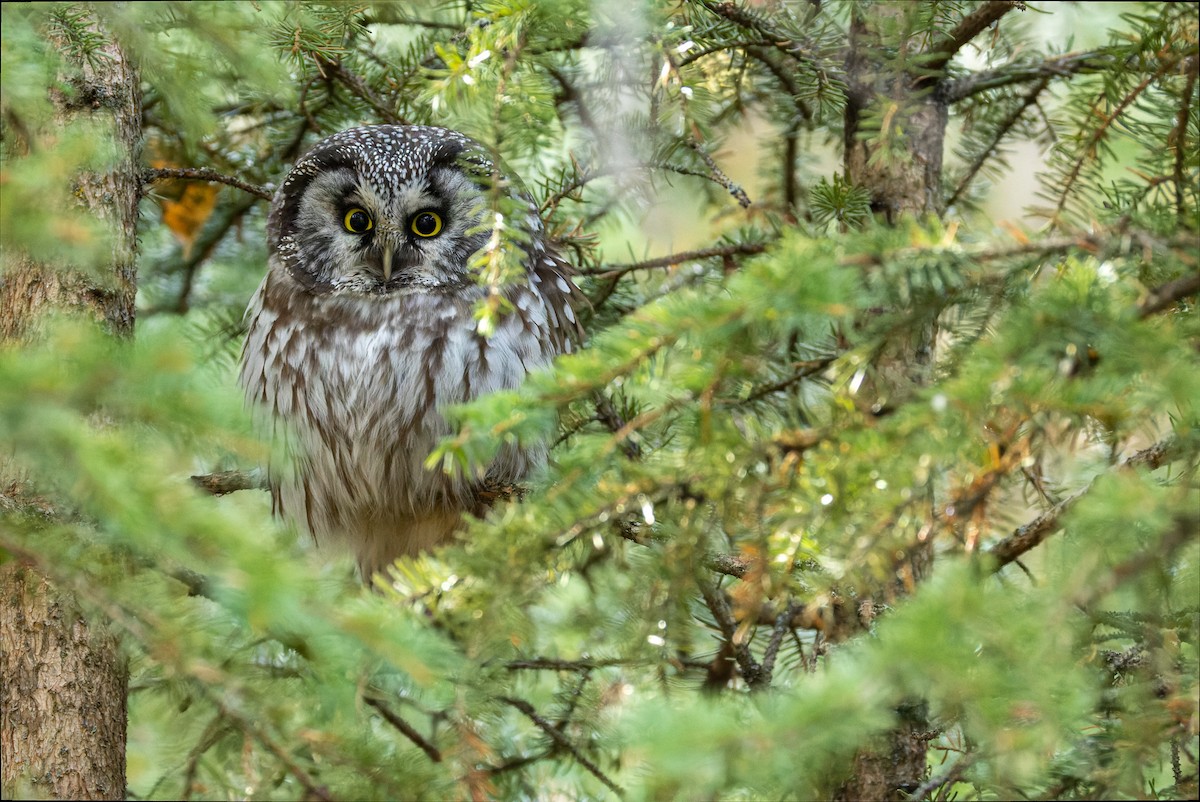 Boreal Owl - ML625751639