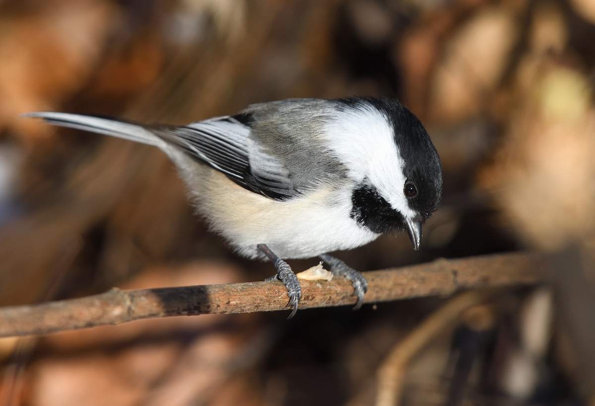 Black-capped Chickadee - ML625751778