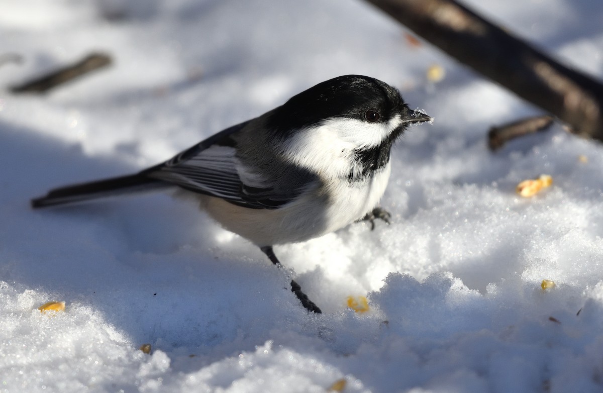 Black-capped Chickadee - ML625751808