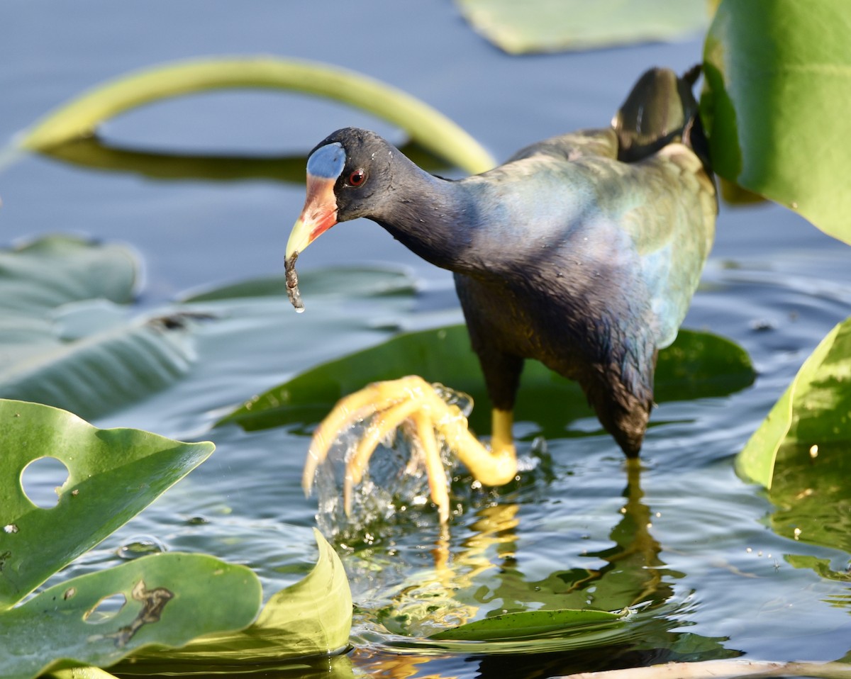 Purple Gallinule - ML625751966