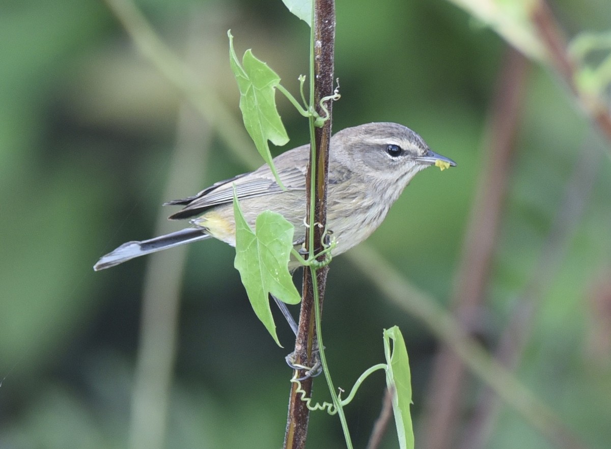 Palm Warbler - ML625752021