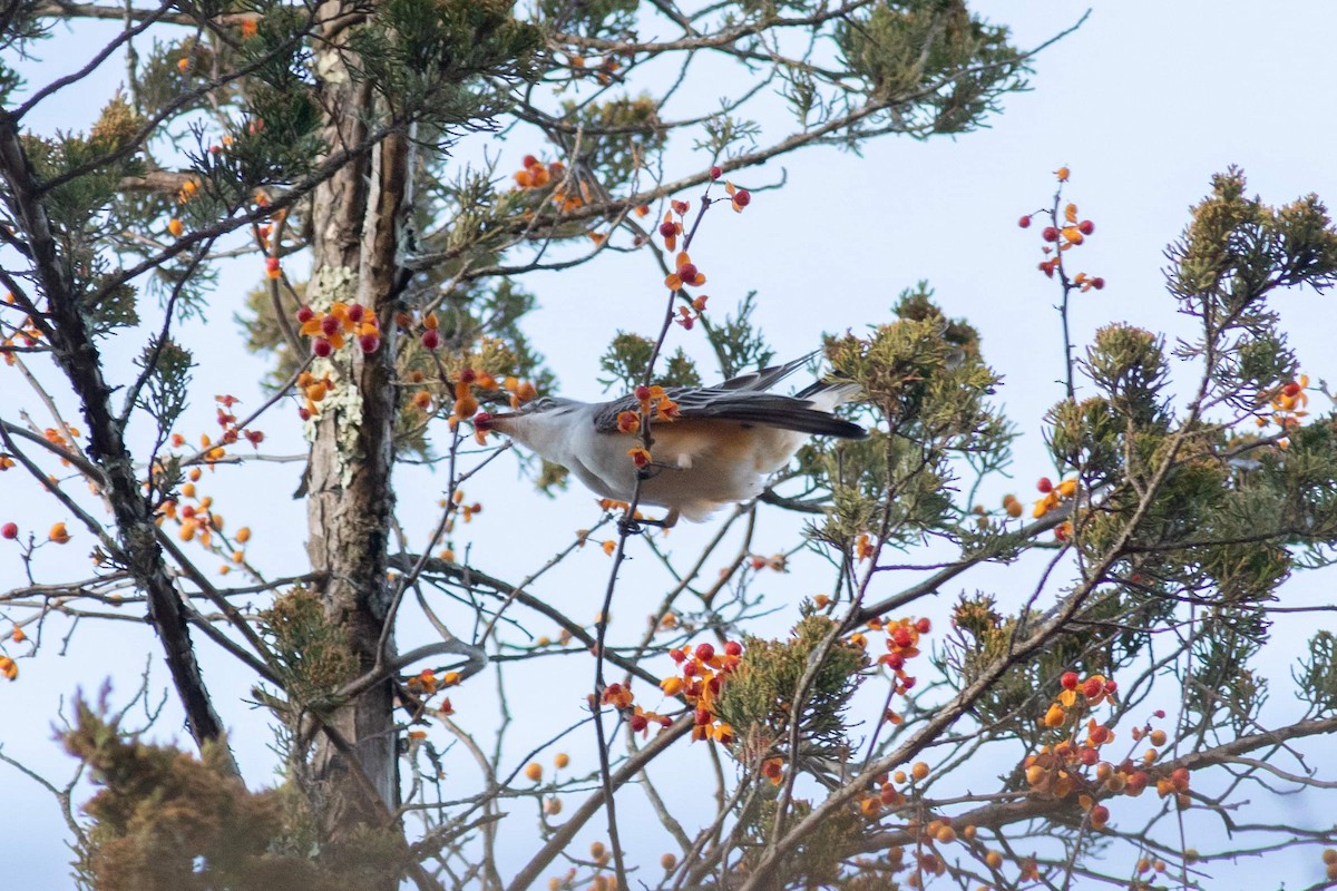 Scissor-tailed Flycatcher - ML625752059
