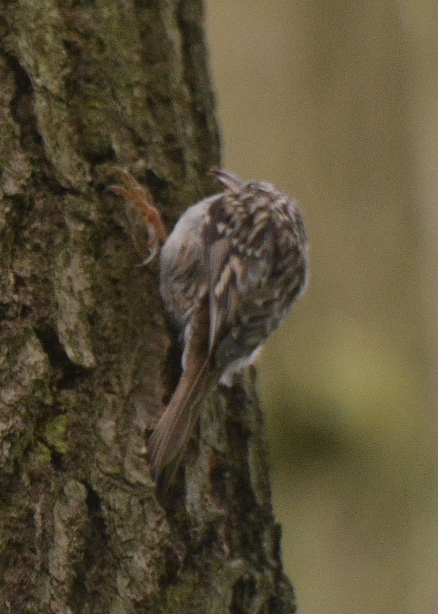 Short-toed Treecreeper - ML62575221