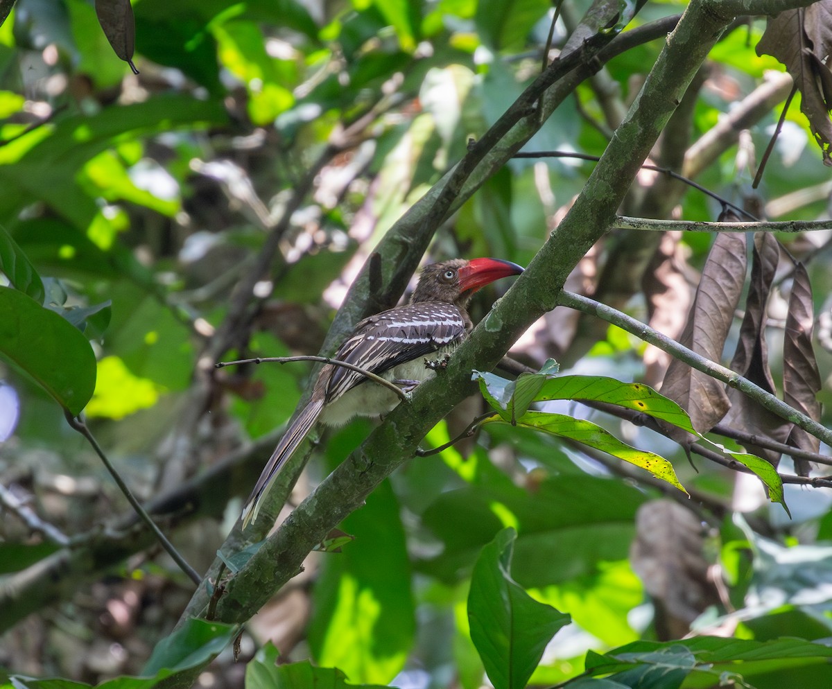 Red-billed Dwarf Hornbill - ML625752486