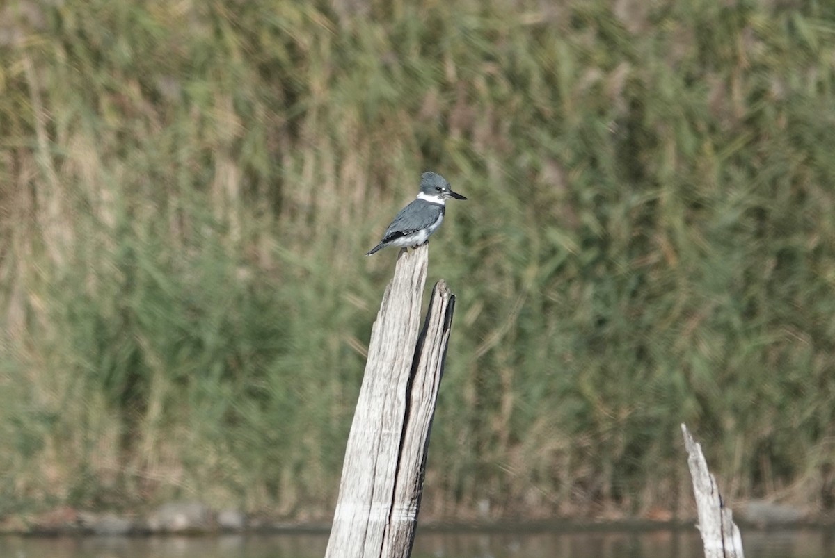 Martin-pêcheur d'Amérique - ML625752722