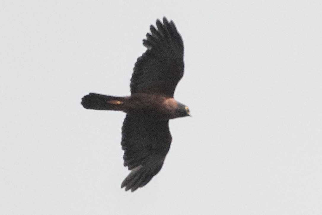 Black-mantled Goshawk - ML625753321
