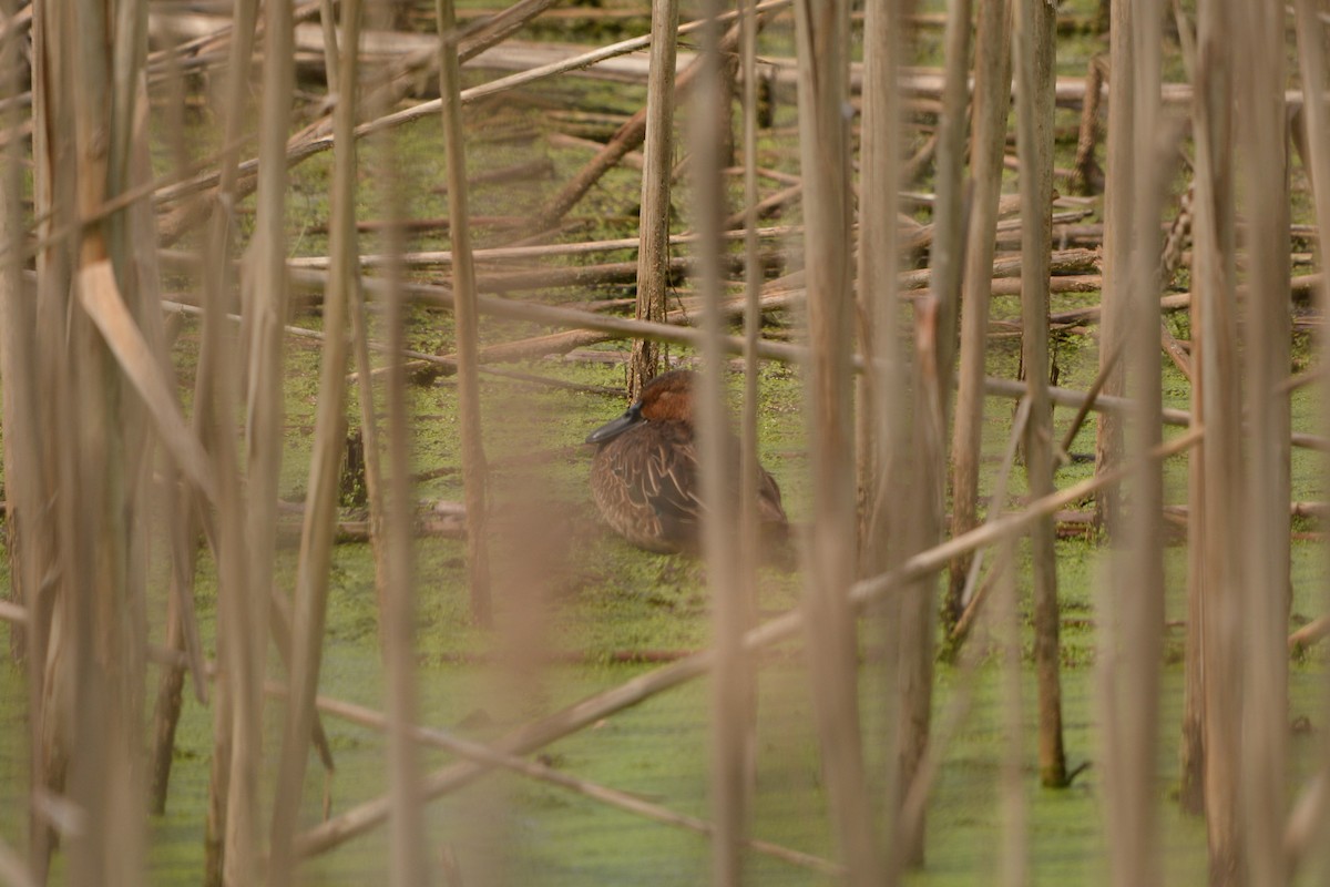 Cinnamon Teal - ML625753375