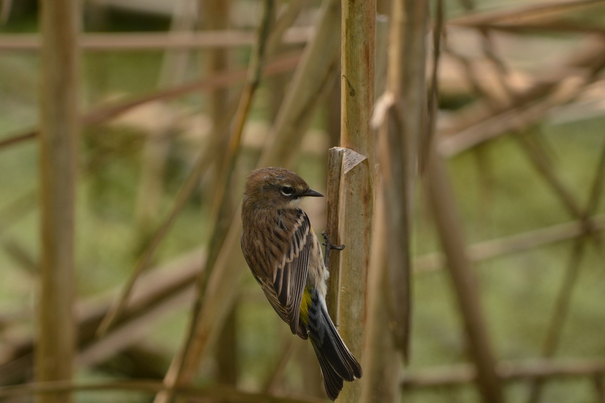 Yellow-rumped Warbler (Myrtle) - ML625753481