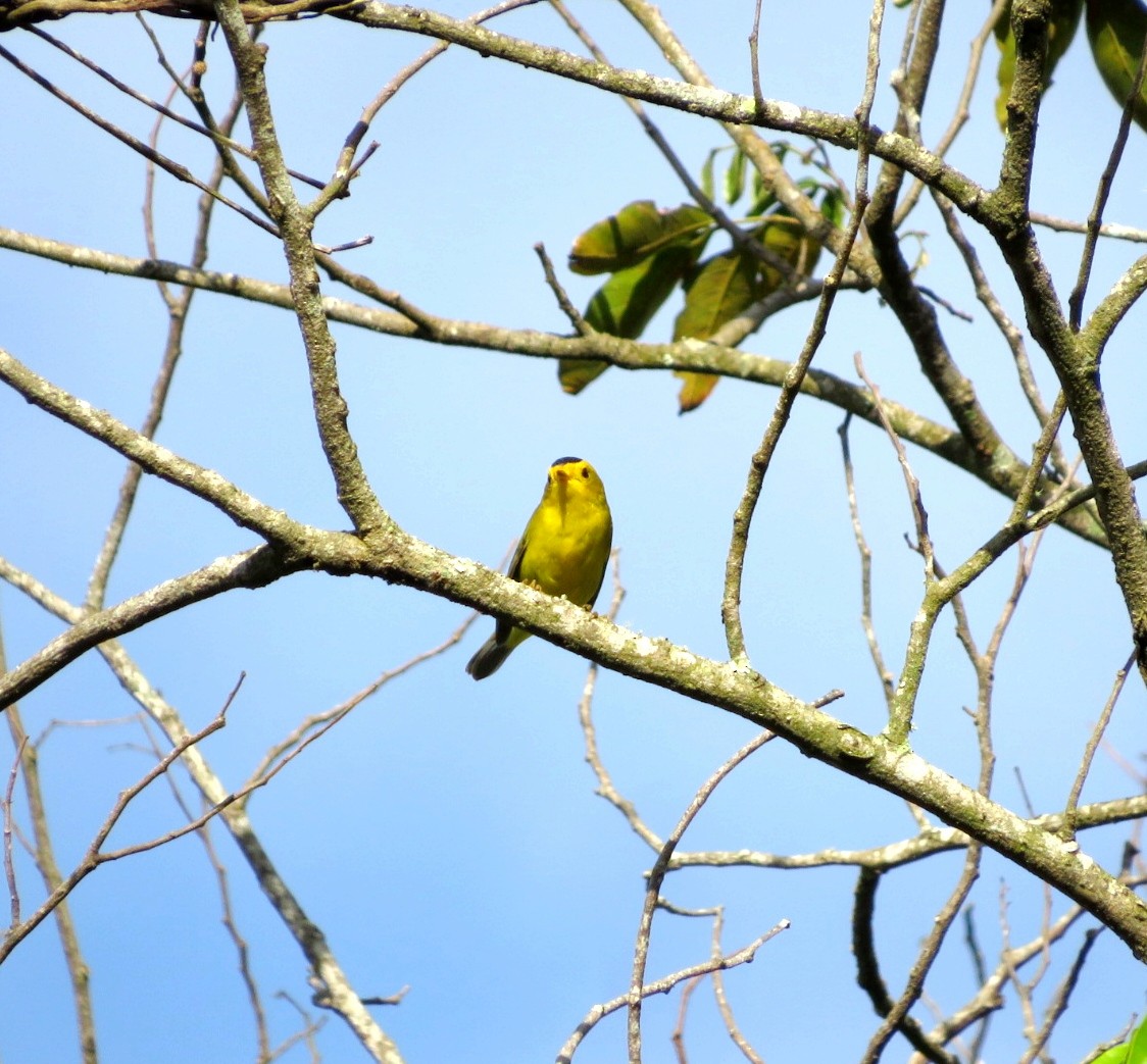 Wilson's Warbler - ML625753578