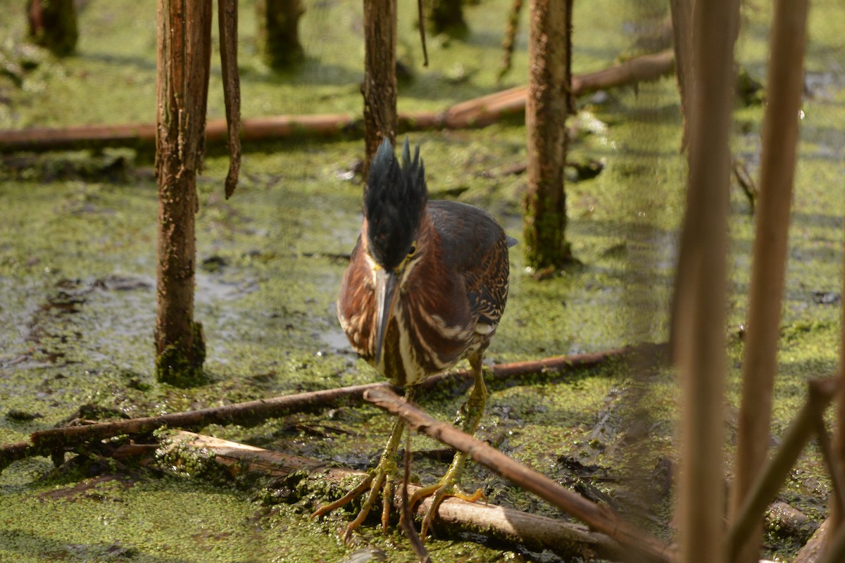 Green Heron - ML625753588