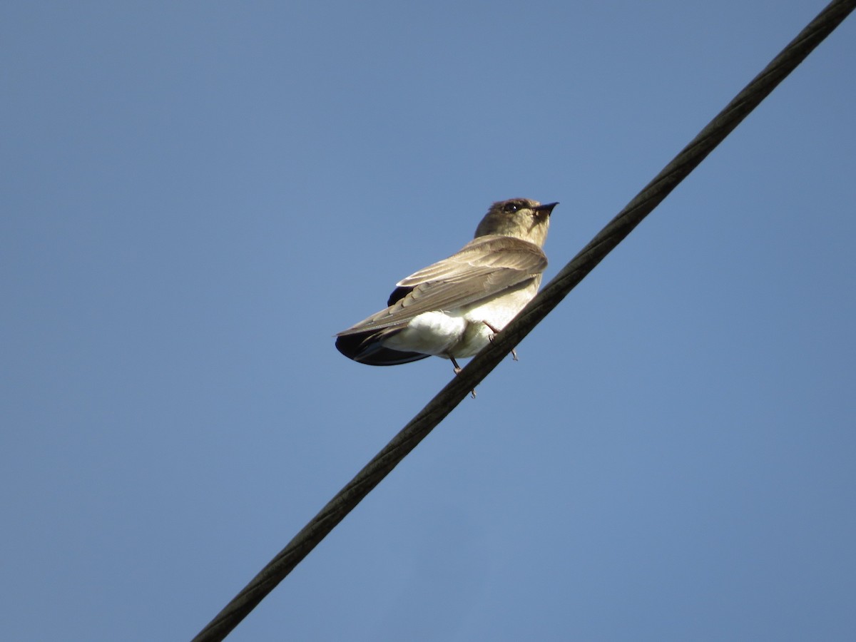 Northern Rough-winged Swallow - ML625753598