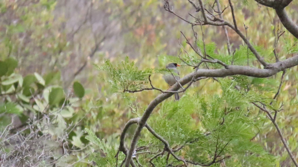 Gray-winged Inca-Finch - ML625753607