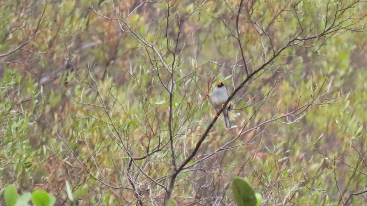 Gray-winged Inca-Finch - ML625753608