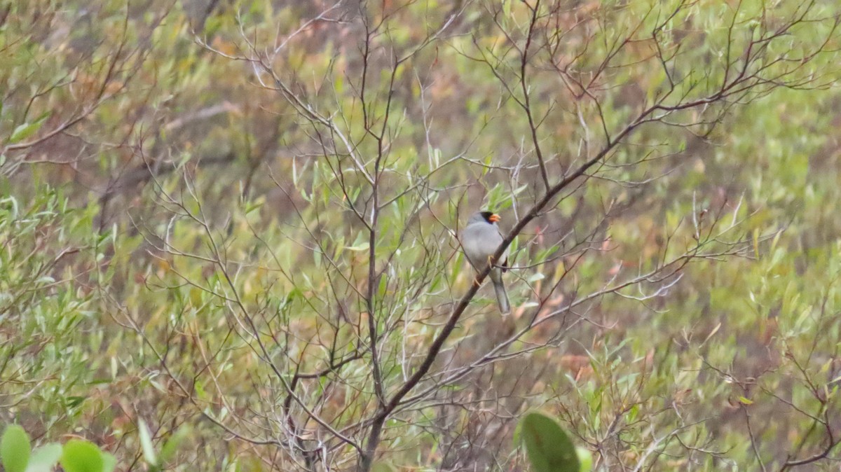 Gray-winged Inca-Finch - ML625753609