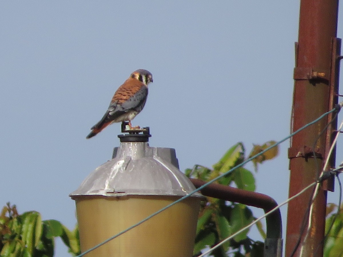 American Kestrel - ML625753618