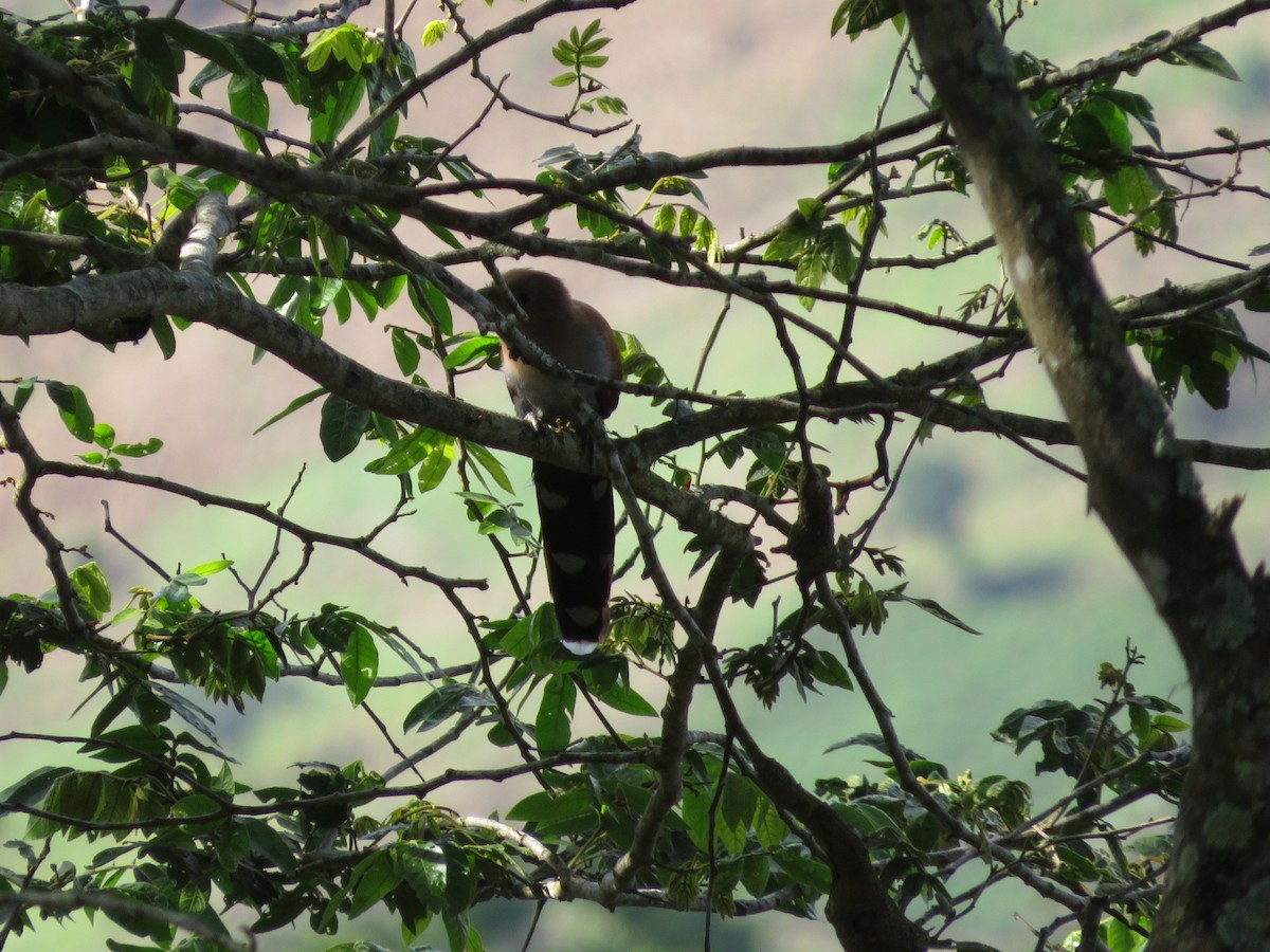 Squirrel Cuckoo - ML625753668