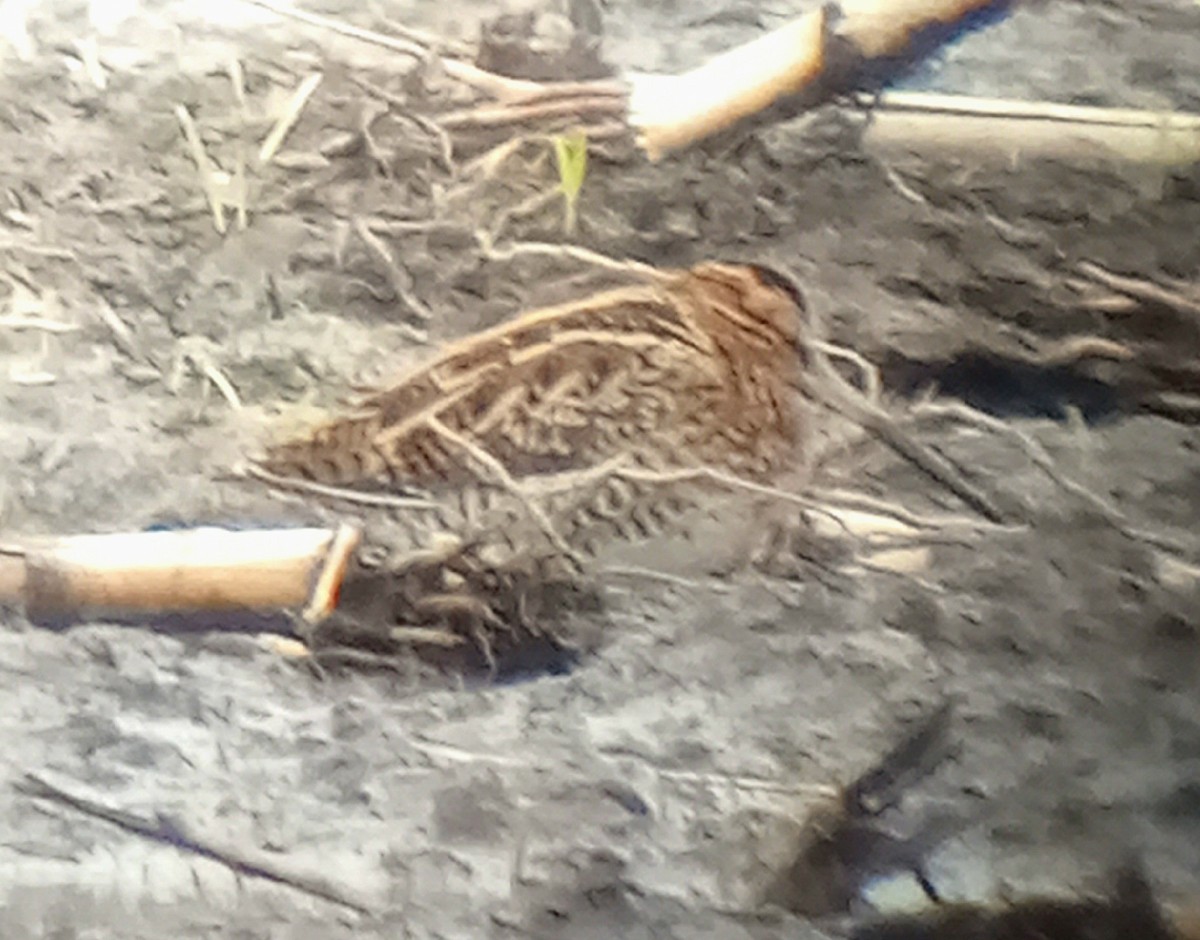 Common/Wilson's Snipe - ML625753693