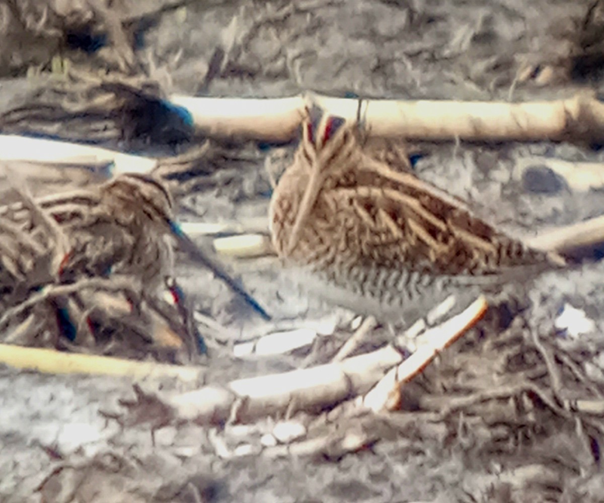 Common/Wilson's Snipe - ML625753701