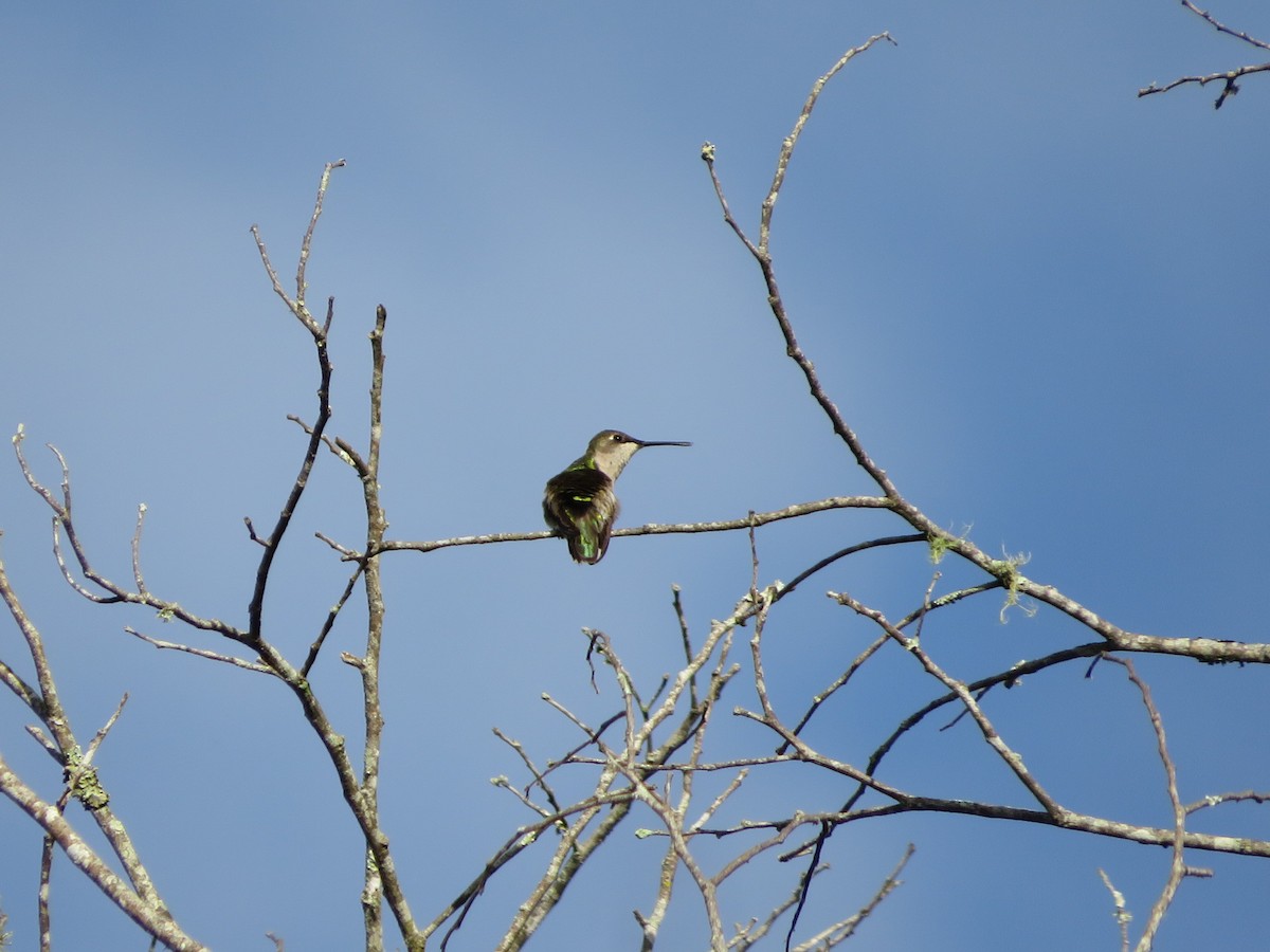 Ruby-throated Hummingbird - ML625753702