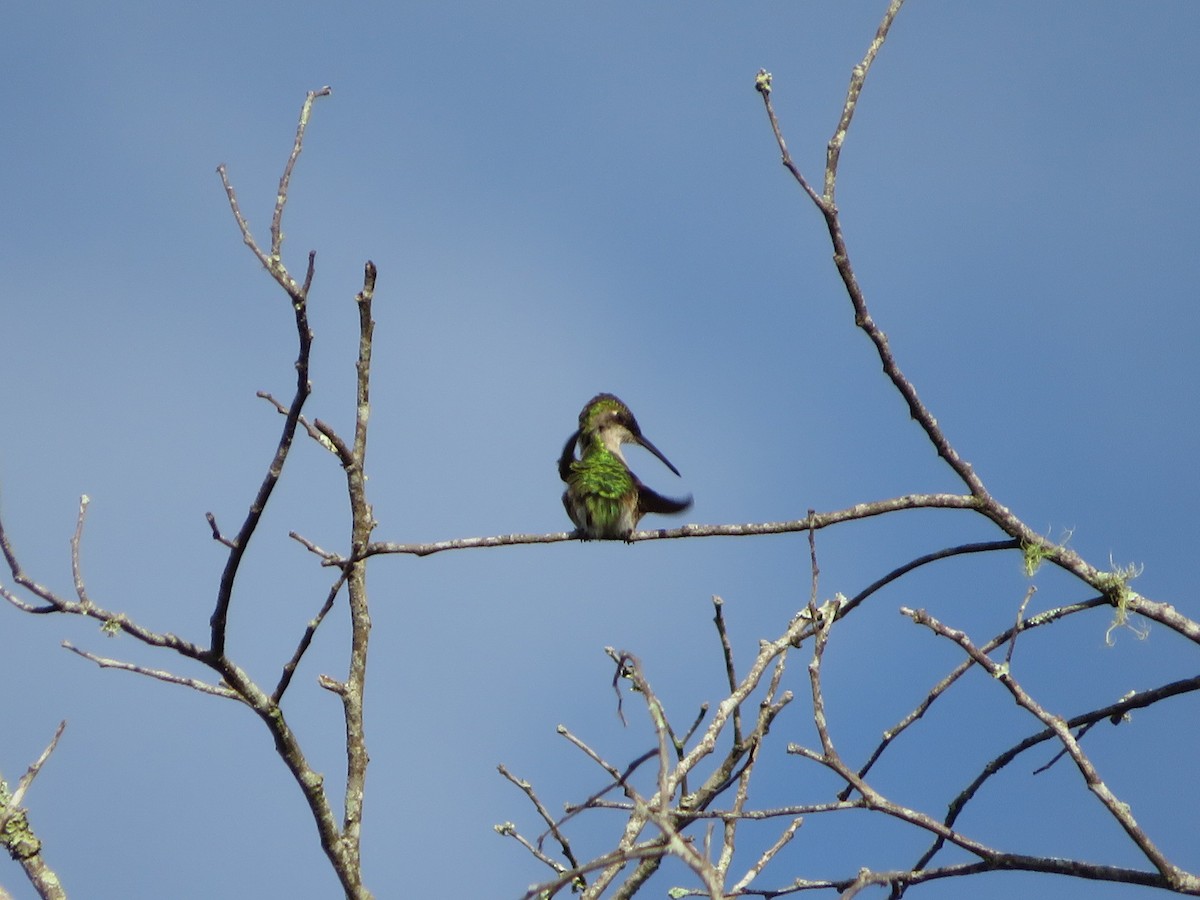 Ruby-throated Hummingbird - ML625753703