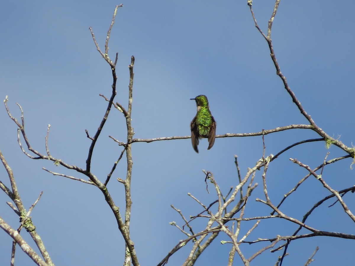 Ruby-throated Hummingbird - ML625753704